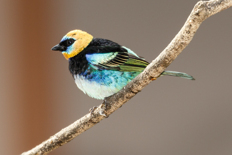 Golden-hooded Tanager