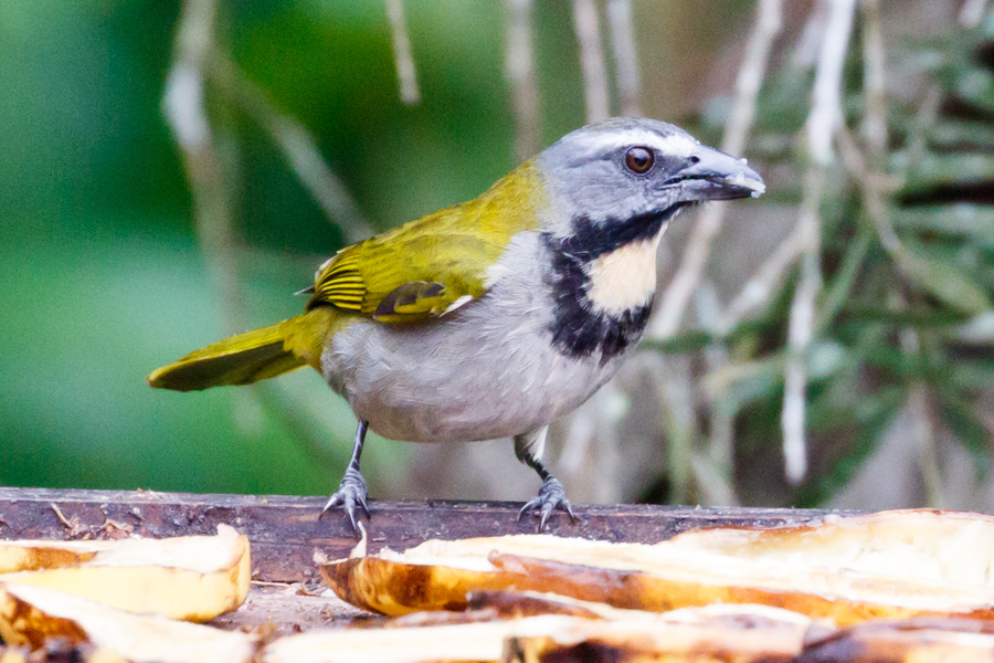 Buff-throated Saltator