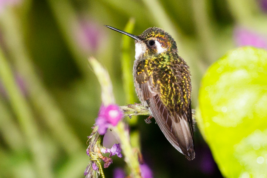 White-throated Mountain-gem