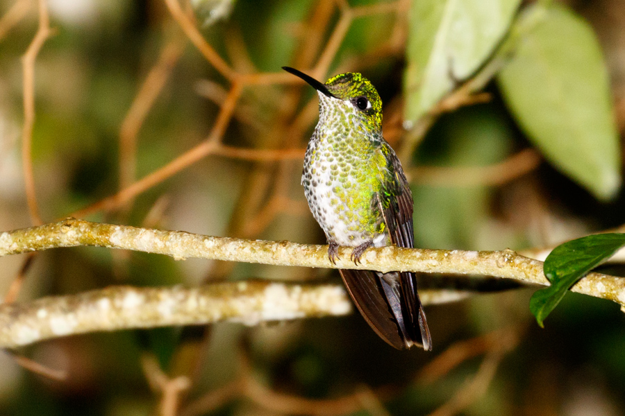 Green-crowned Brilliant