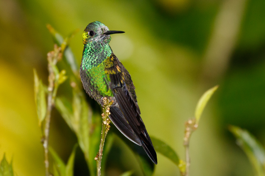 Talamanca Hummingbird