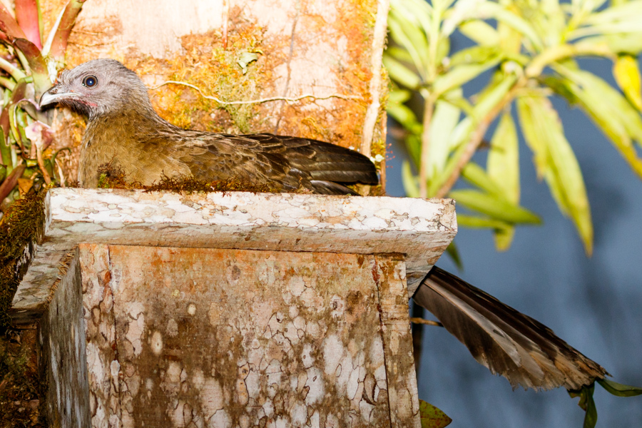 Gray-headed Chachalaca