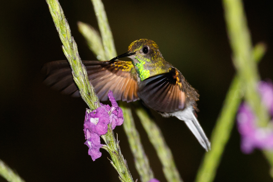 Stripe-tailed Hummingbird