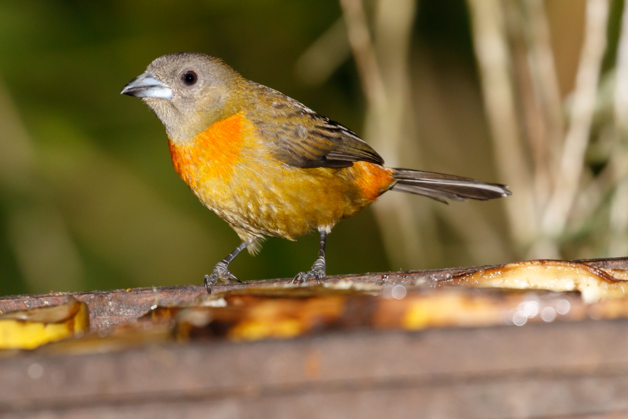 Cherrie\'s Tanager