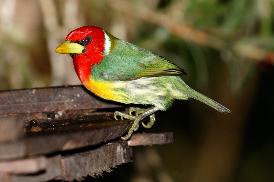 Red-headed Barbet