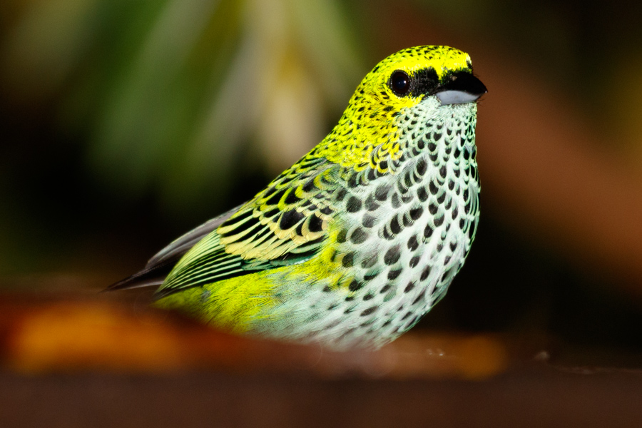 Speckled Tanager