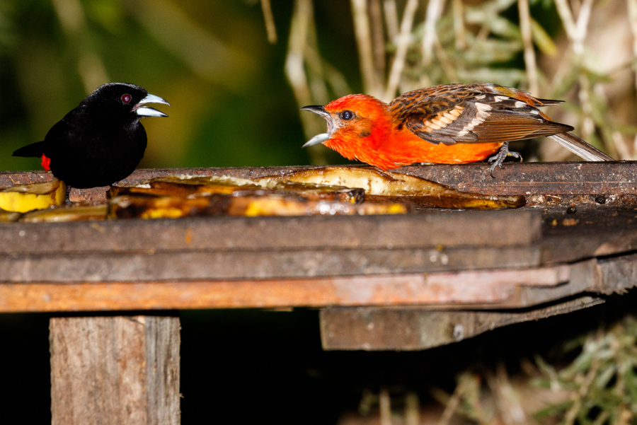 Flame-colored Tanager