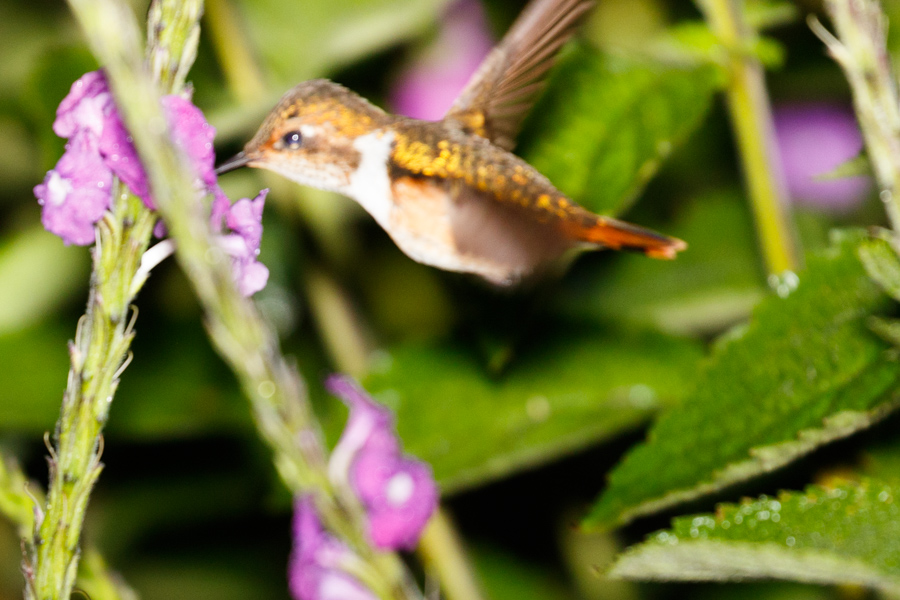 Scintillant Hummingbird