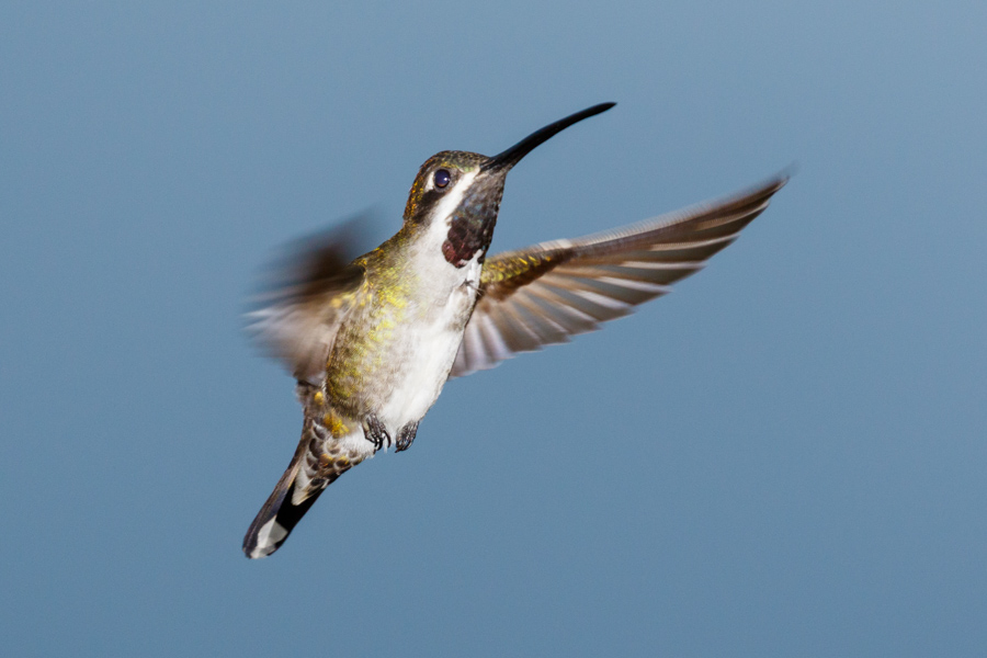 Long-billed Starthroat