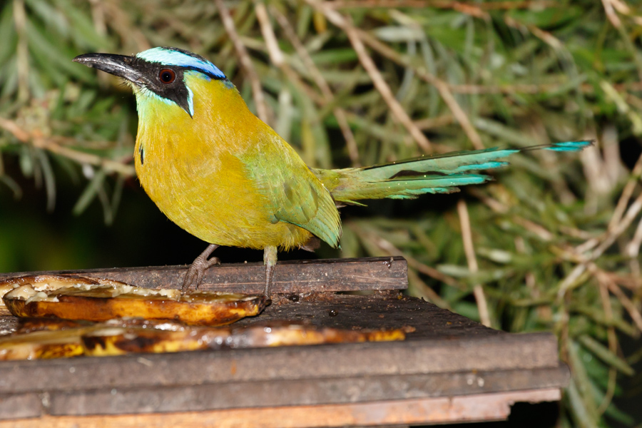 Blue-crowned Motmot