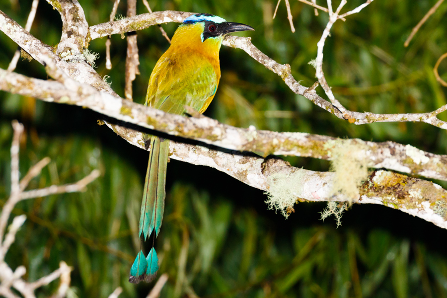 Blue-crowned Motmot