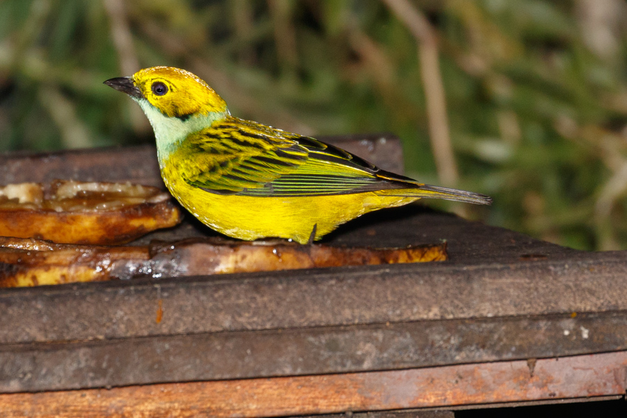 Silver-throated Tanager