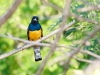 Gartered Trogon