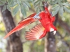 Scarlet Macaw