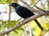 Melodious Blackbird