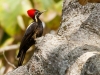 Lineated Woodpecker