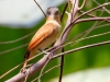 Rose-throated Becard