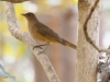 Clay-colored Thrush