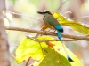 Turquoise-browed Motmot