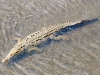 American Crocodile