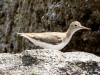 Spotted Sandpiper