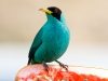 Green Honeycreeper