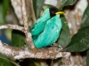 Green Honeycreeper