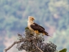 Yellow-headed Caracara