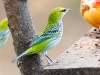 Speckled Tanager