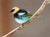 Golden-hooded Tanager