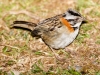 Rufous-collared Sparrow