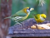 Red-headed Barbet