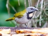 Buff-throated Saltator