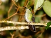 Green-crowned Brilliant