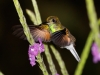 Stripe-tailed Hummingbird