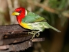 Red-headed Barbet