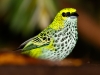 Speckled Tanager