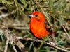 Flame-colored Tanager