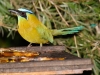 Blue-crowned Motmot