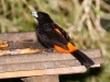 Cherrie's Tanager