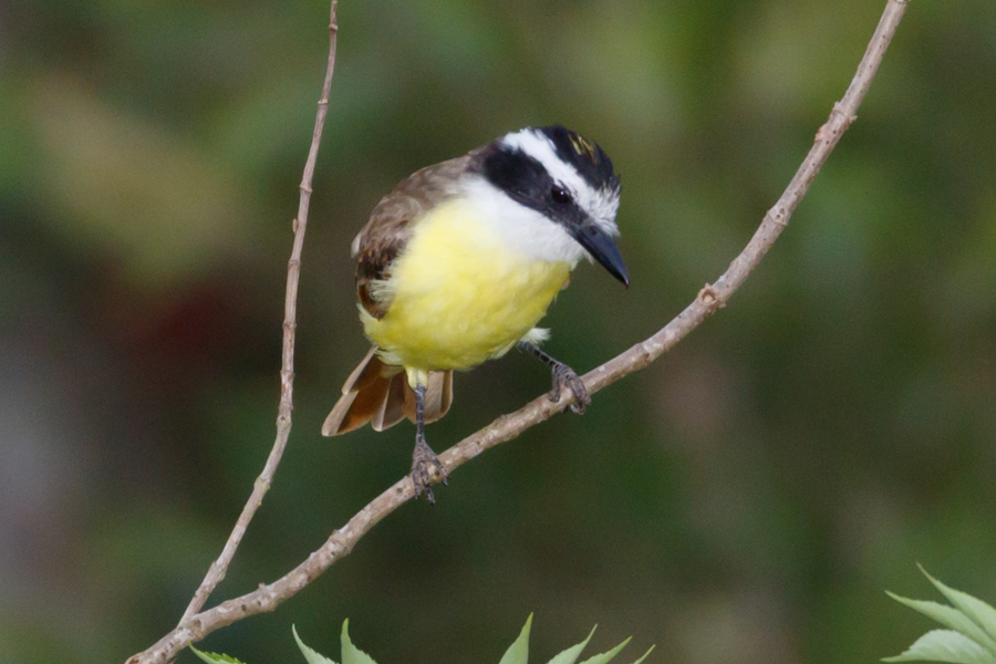 Great Kiskadee