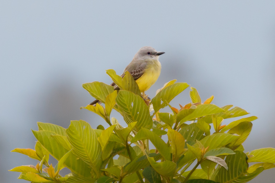 Tropical Kingbird