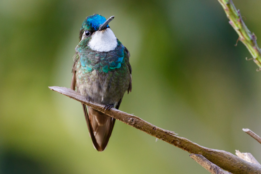 White-throated Mountain-gem