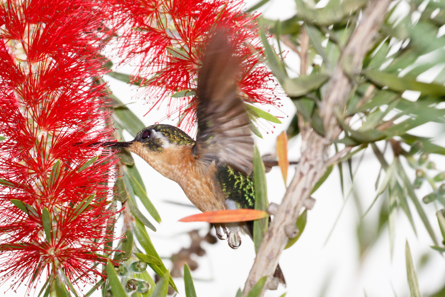 White-throated Mountain-gem