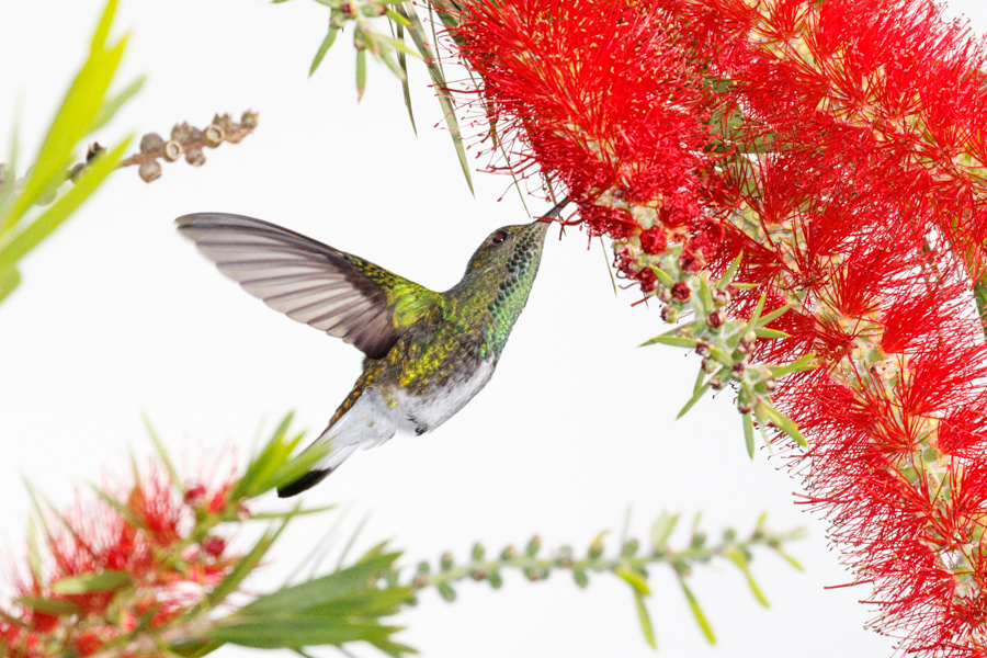 White-tailed Emerald