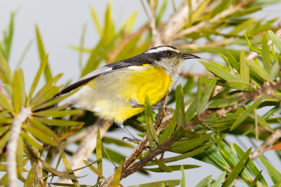 Bananaquit