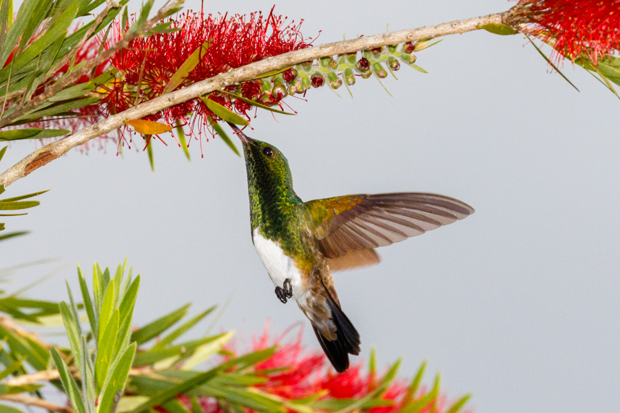 Snowy-bellied Hummingbird