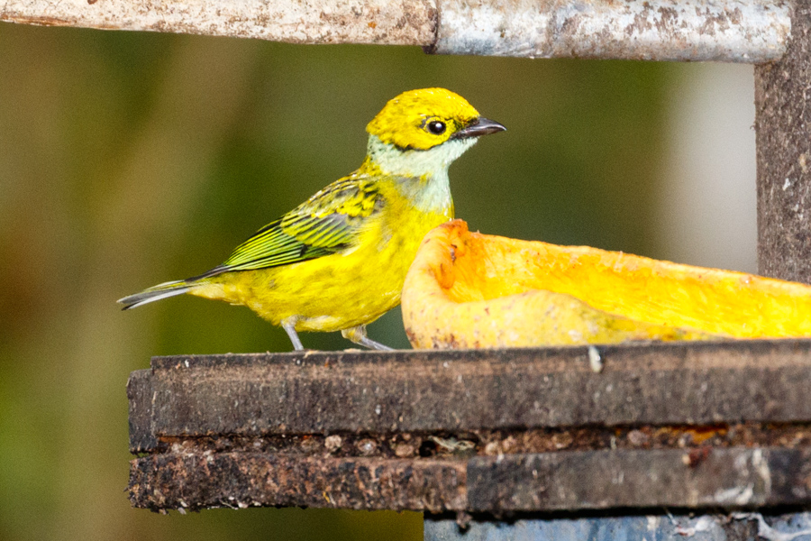 Silver-throated Tanager