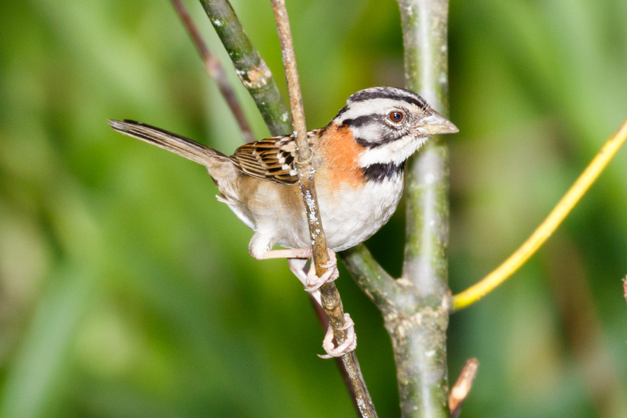 Rufous-collared Sparrow