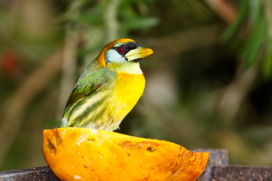 Red-headed Barbet